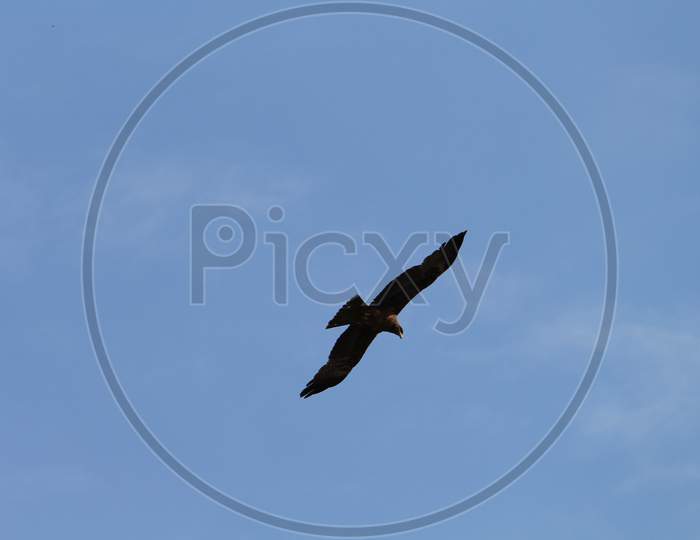 an isolated kite bird gliding in the blue sky