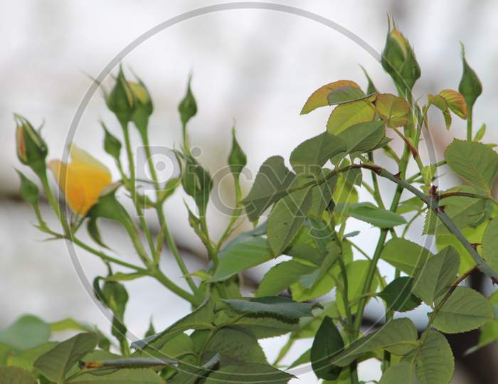 branch of a rose plant with many buds