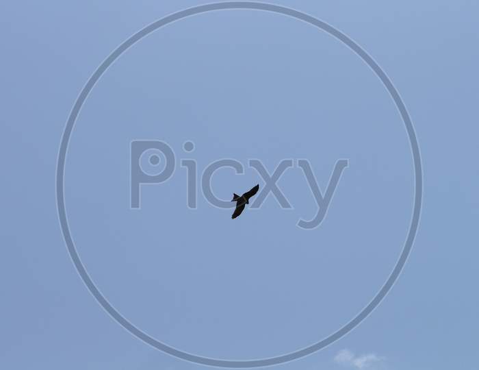 bird of prey flying high in the sky