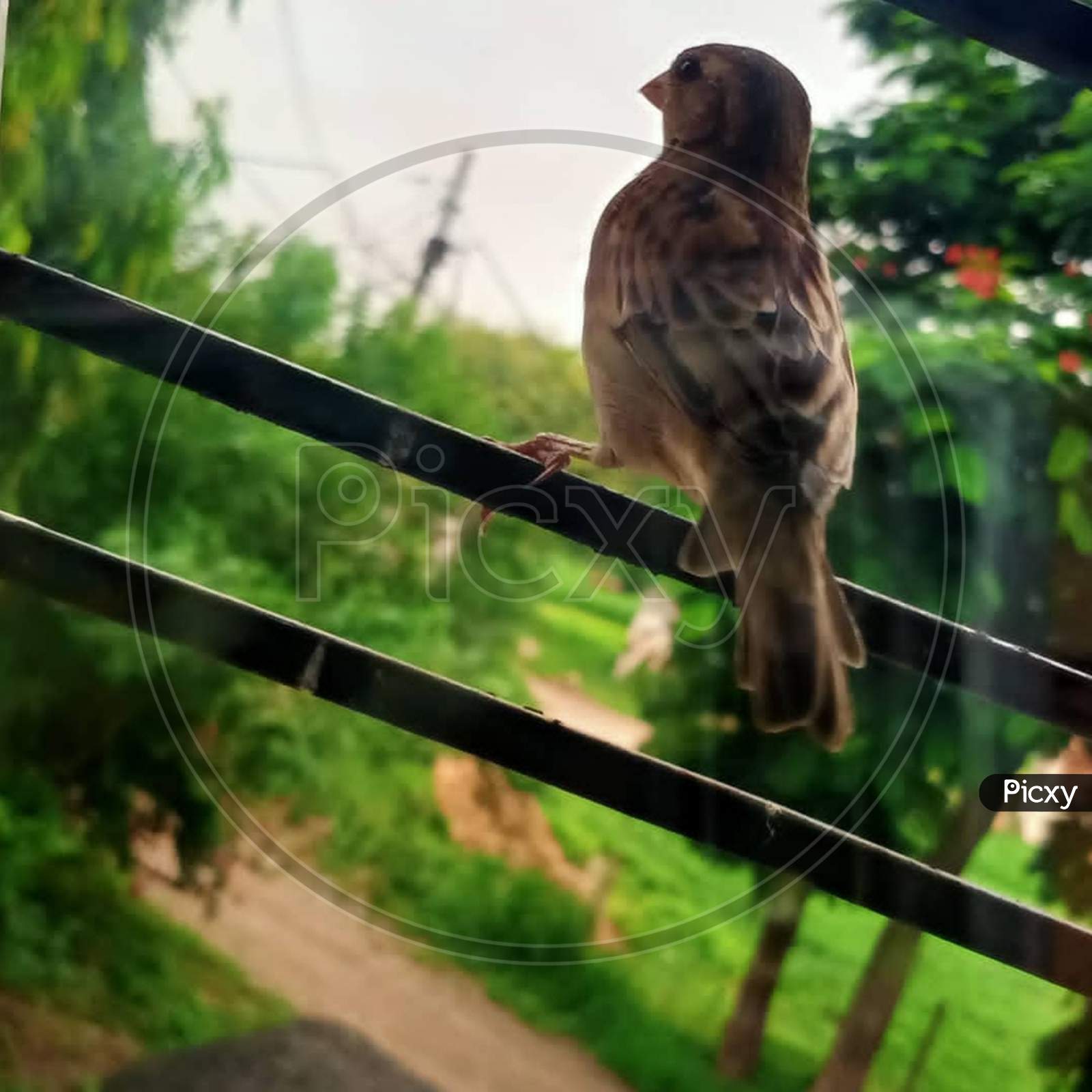 Red-tailed hawk×Remove  Wildlife×Remove  Hawk×Remove  Beak×Remove  Bird×Remove  Fence×Remove  Adaptation×Remove  Tail×Remove  Bird of prey×Remove  Falconiformes×