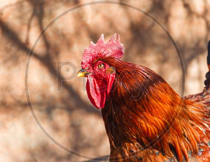 Portrait Of Showy Rooster In The Henhouse With Showy Plumage