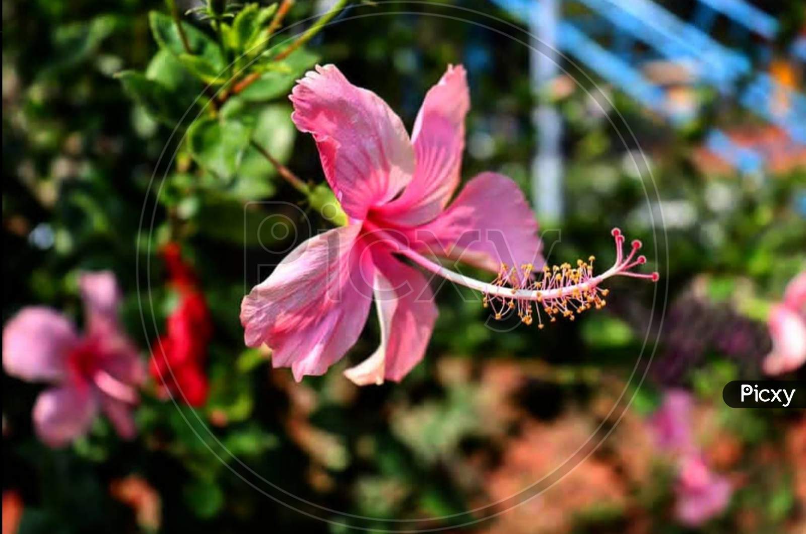 Close-up×Remove  Malvales×Remove  Hibiscus×Remove  Honeysuckle×Remove  Pink×Remove  Flowering plant×Remove  Plant×Remove  Flower×Remove  Petal×Remove  Mallow family