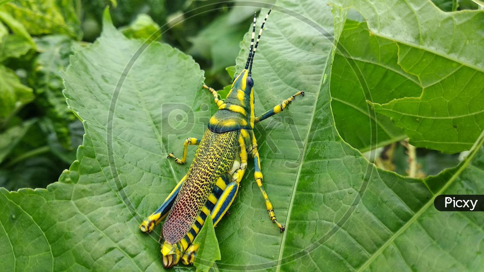 A Grasshopper is sitting on castor leaves in india 24 august 2020.