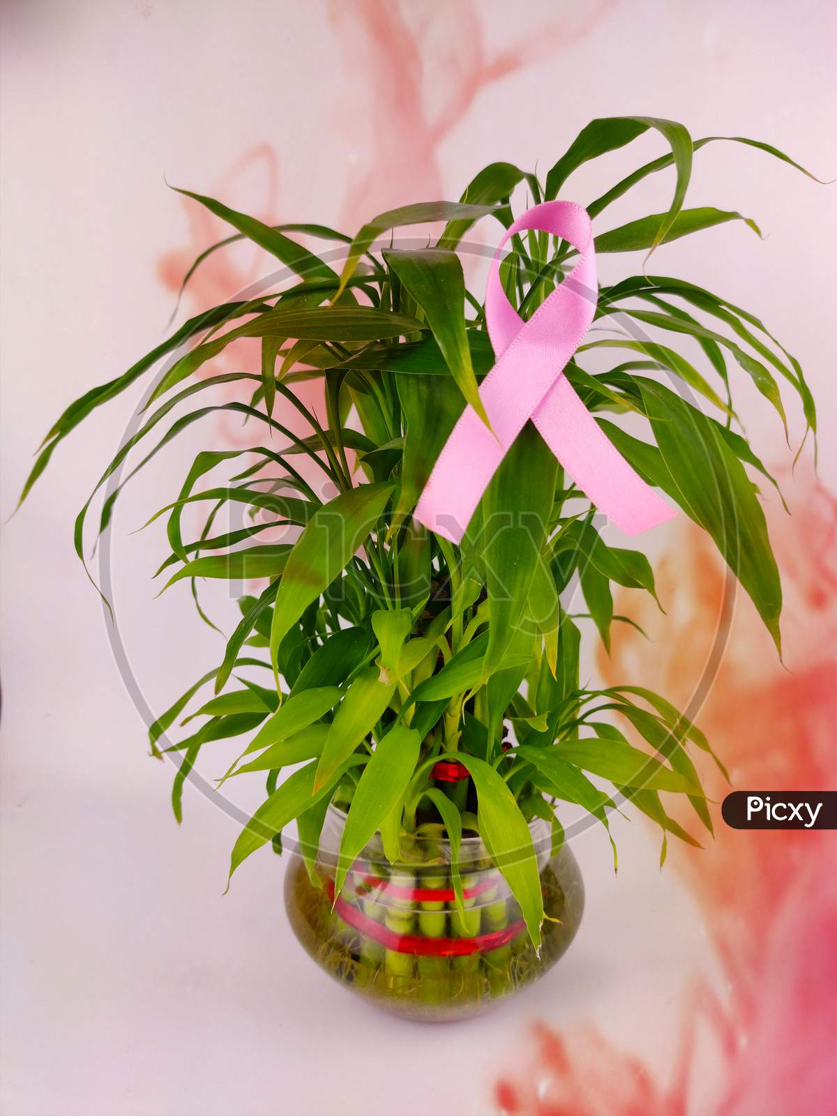 Breast cancer awareness symbol pink ribbon on lucky bamboo plant