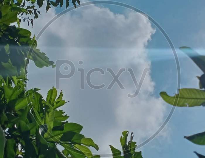 Vegetation×Remove  Branch×Remove  Plant×Remove  Sky×Remove  Tree×Remove  Daytime×Remove  Cloud×Remove  Meteorological phenomenon×Remove  Architecture×Remove  Leaf×Remove