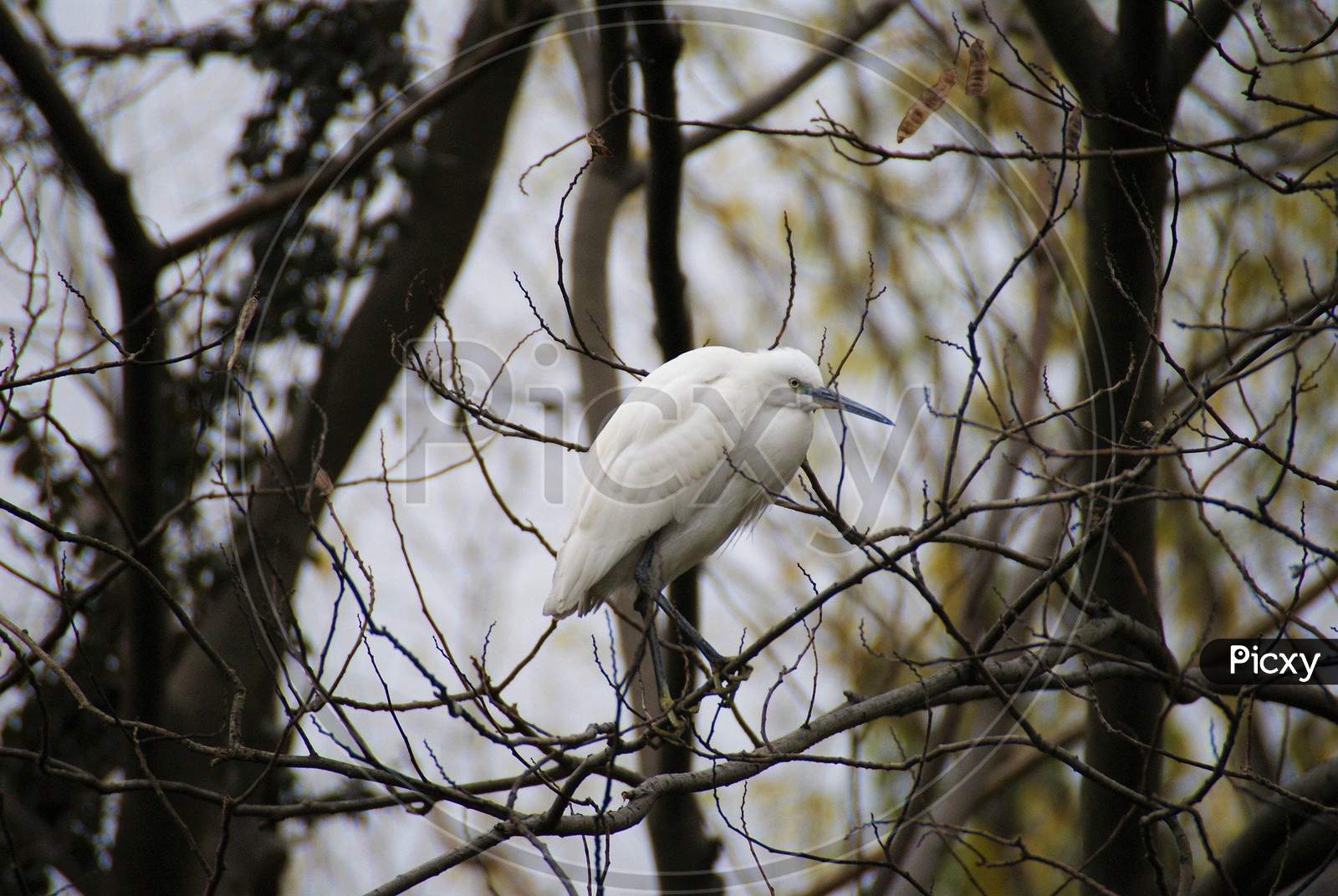Bird Egret Natural