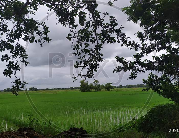 Village rice field