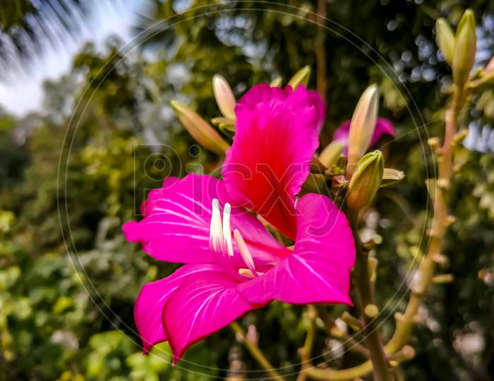 Bauhinia flower fast growing tree and produces spectacular flowers of magenta.