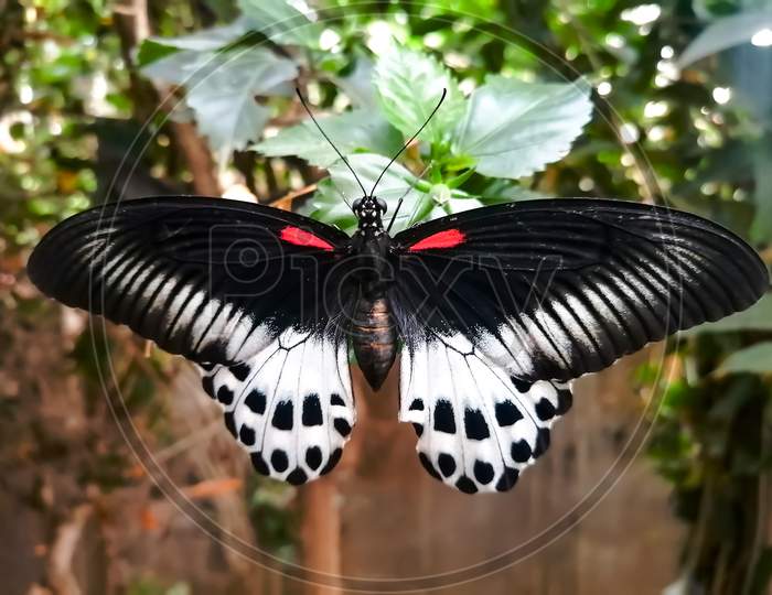 Butterfly inside my garden to enjoy warmth.