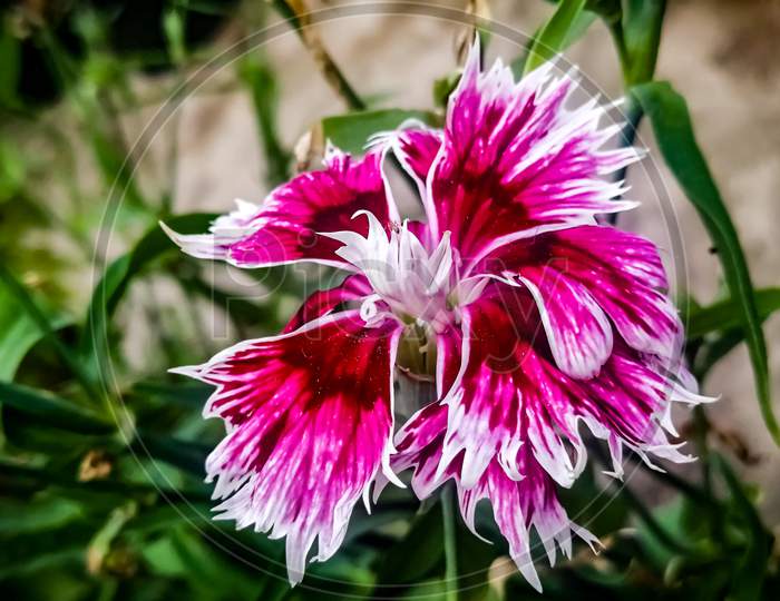 Dianthus plants produce long-lasting pink flowers