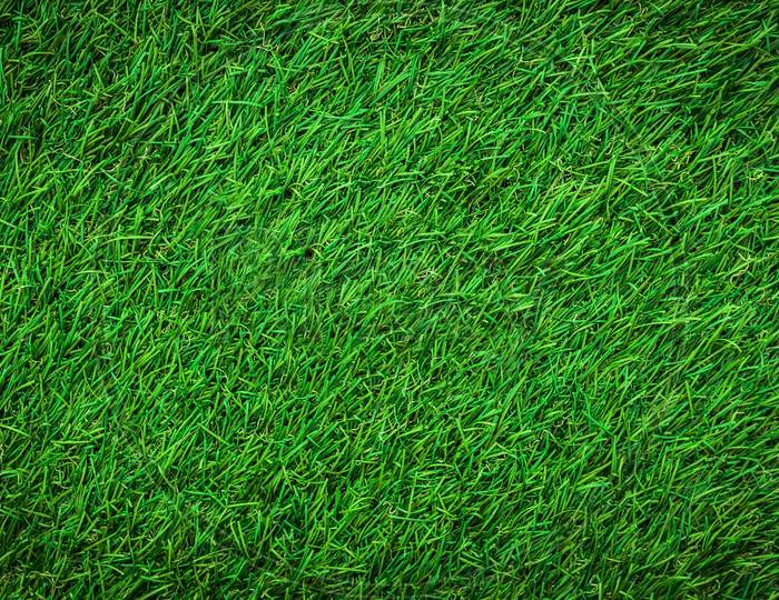 Field of green grass texture for background. Green lawn pattern and texture background.