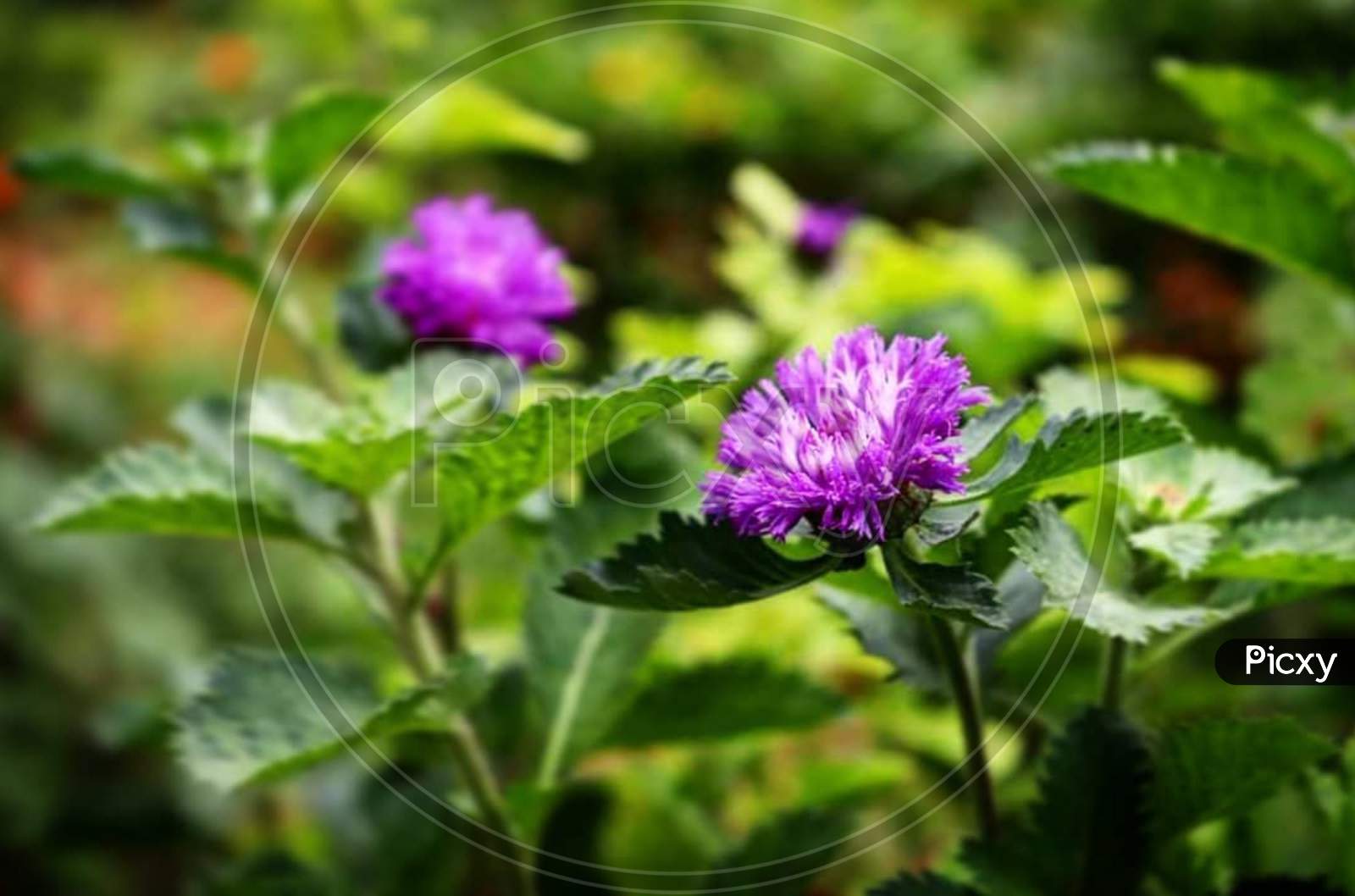 Purple×Remove  Violet×Remove  Flowering plant×Remove  Plant×Remove  Flower×Remove  Petal×Remove  Grass×Remove  Close-up×Remove  Leaf×Remove  Red clover×Remove