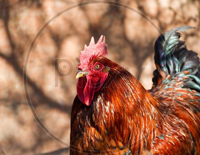 Portrait Of Showy Rooster In The Henhouse With Showy Plumage