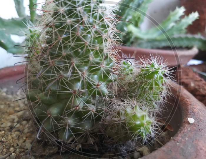 Cactus Plant In Balcony Garden