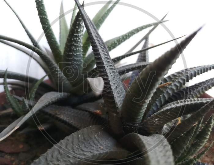 Horn Cactus In Balcony Garden