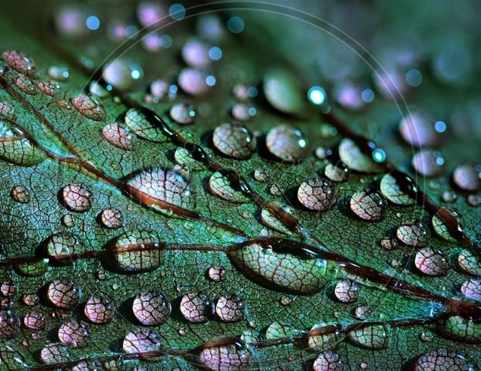 Macro photography of a leaf with water droplets.