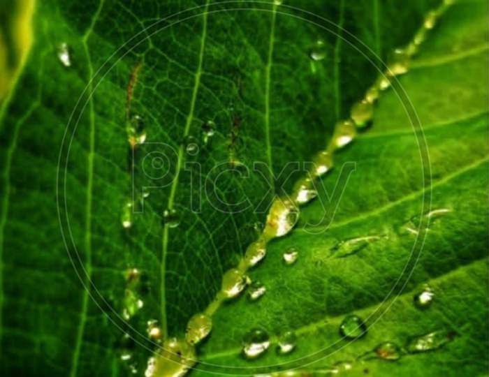 Plant×Remove  Green×Remove  Macro photography×Remove  Dew×Remove  Moisture×Remove  Nature×Remove  Drop×Remove  Water×Remove  Terrestrial plant×Remove  Leaf