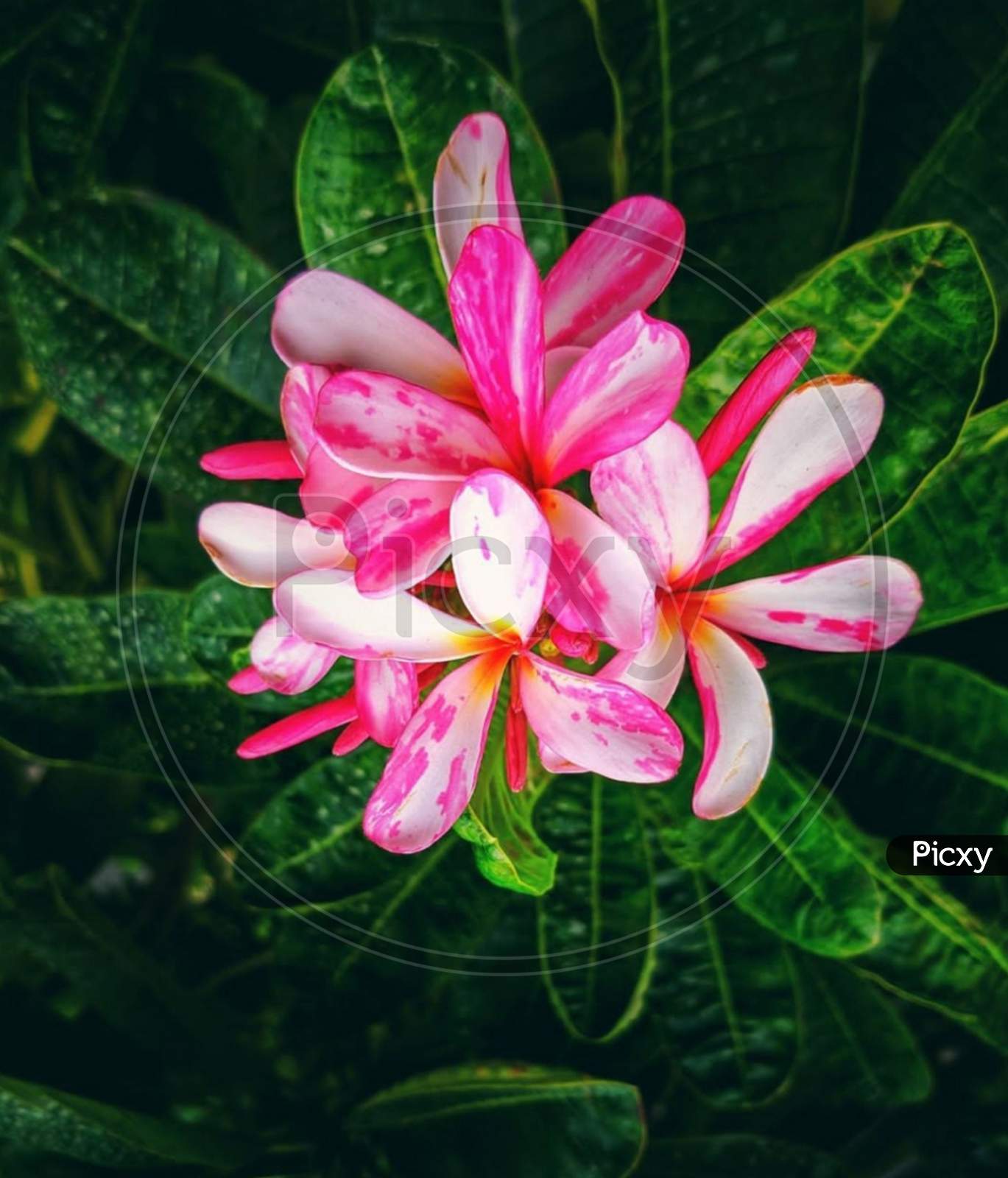 Perennial plant×Remove  frangipani×Remove  Botany×Remove  Flowering plant×Remove  Pink×Remove  Petal×Remove  Plant×Remove  Flower×Remove  Wildflower×Remove