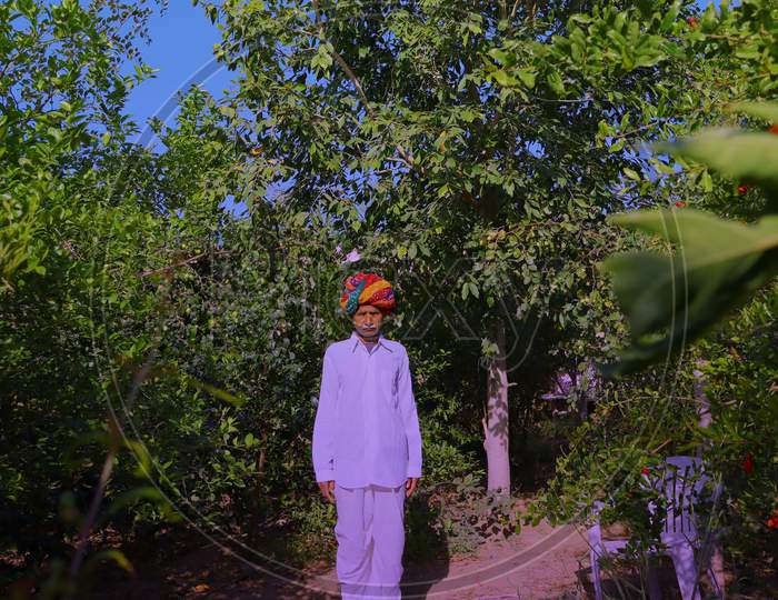 An Indian Farmer Wearing A Colorful Turban According To Rajasthani Culture