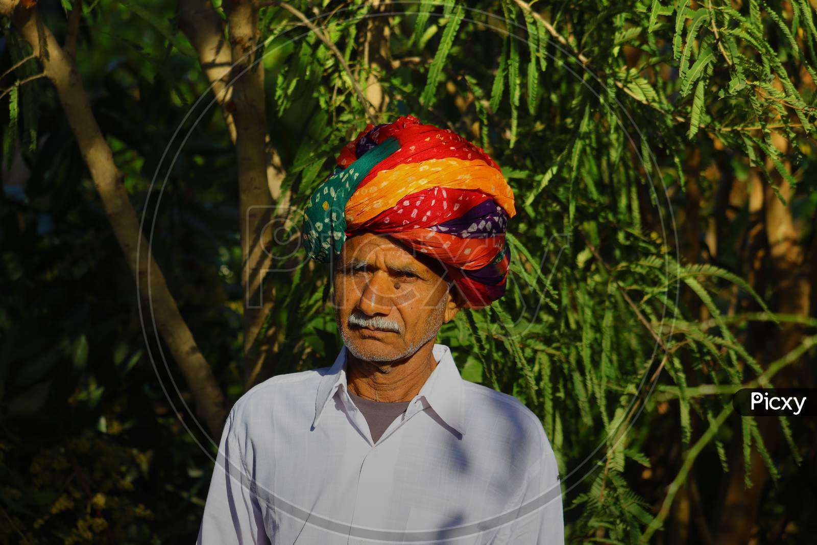 According To Rajasthani Culture, An Indian Farmer Wearing A Colorful Turban Posing In A Green Garden