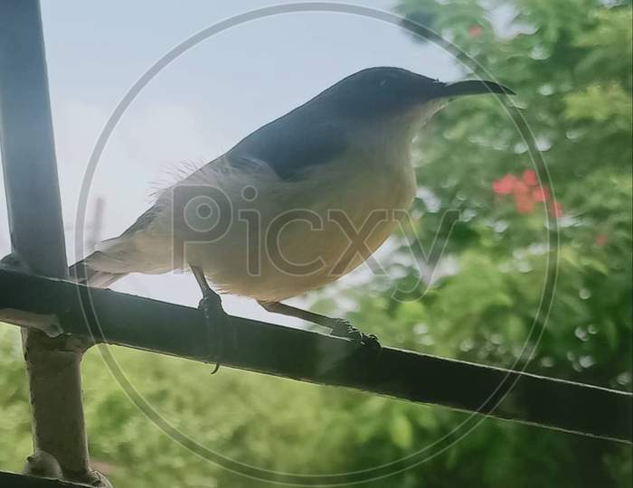 Wildlife×Remove  Perching bird×Remove  Beak×Remove  Bird×Remove  Bird feeder×Remove  Songbird×Remove  Tail×Remove