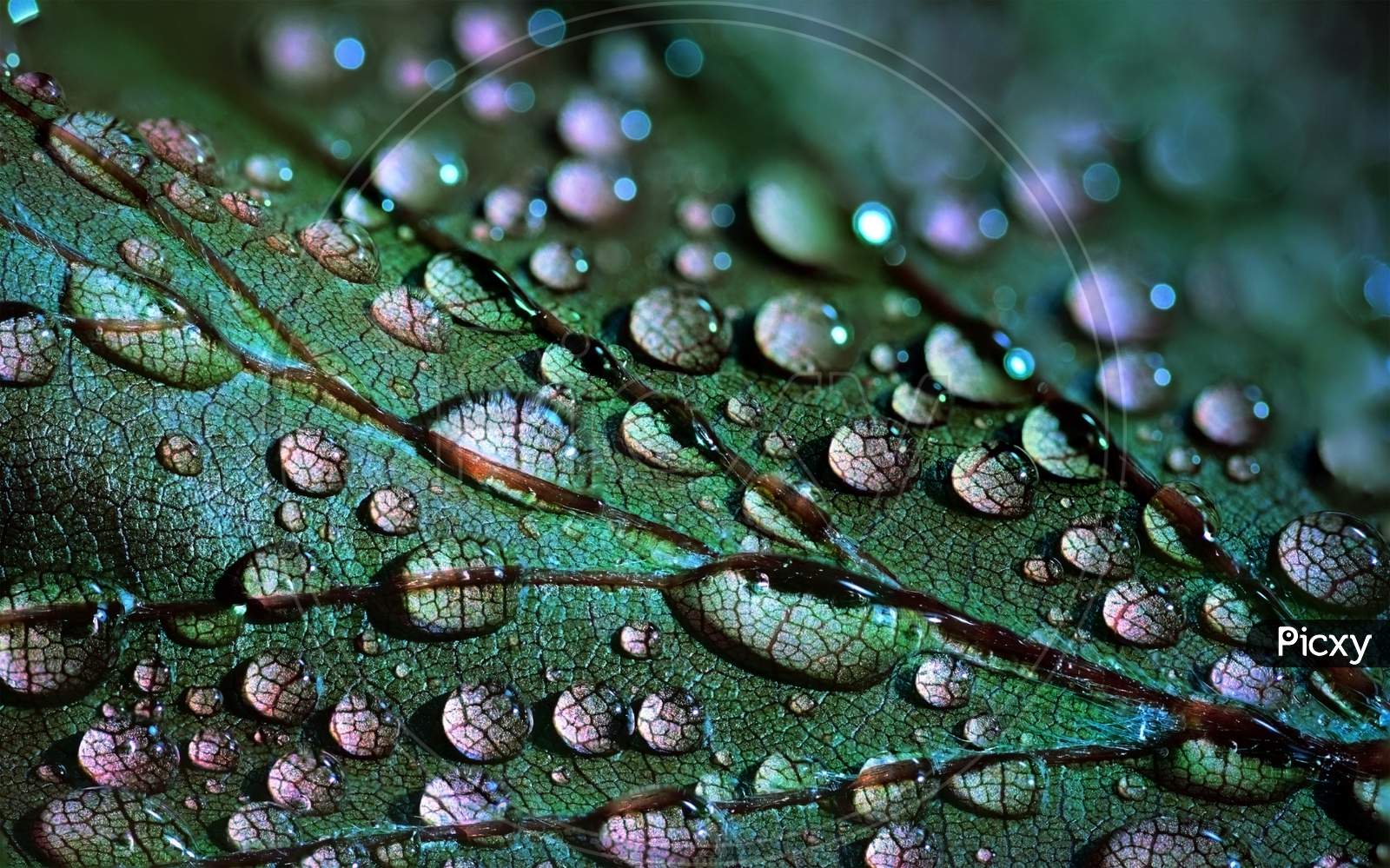 Macro photography of a leaf with water droplets.