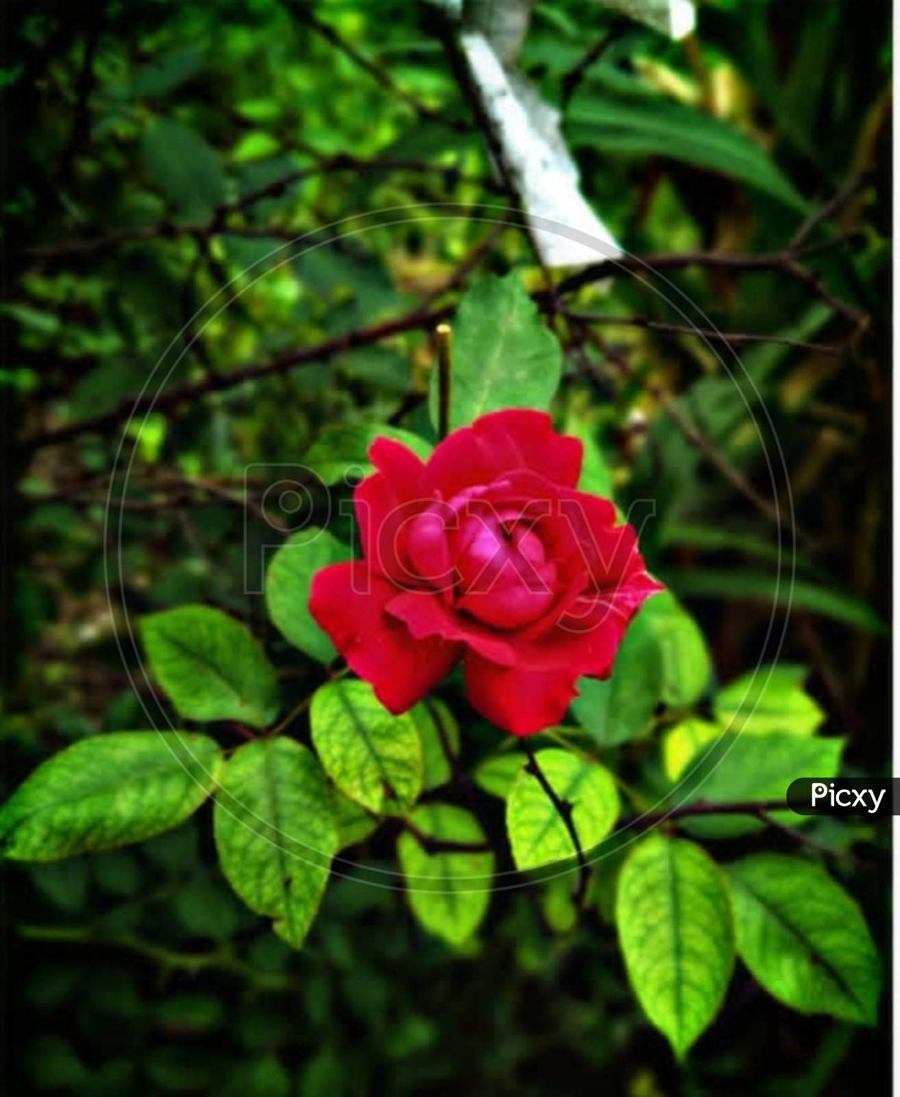 Red×Remove  Pink×Remove  Flowering plant×Remove  Plant×Remove  Flower×Remove  Petal×Remove  Rose×Remove  Floribunda×Remove  Garden roses×Remove  Hybrid tea rose×Remove
