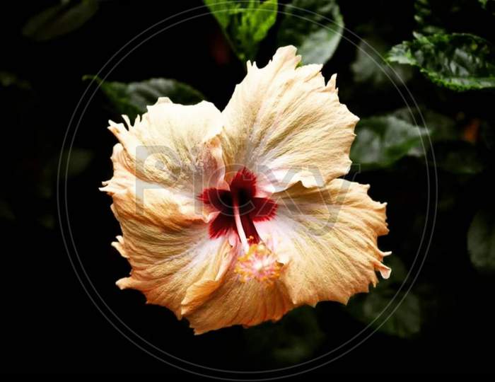 Chinese hibiscus×Remove  Malvales×Remove  Hibiscus×Remove  Hawaiian hibiscus×Remove  Photography×Remove  Plant×Remove  Petal×Remove  Flowering plant×Remove  Flower×Remove  Mallow family×Remove