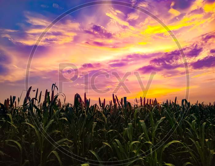Landscape Of Sunset Of Summer Field With Millet Plants