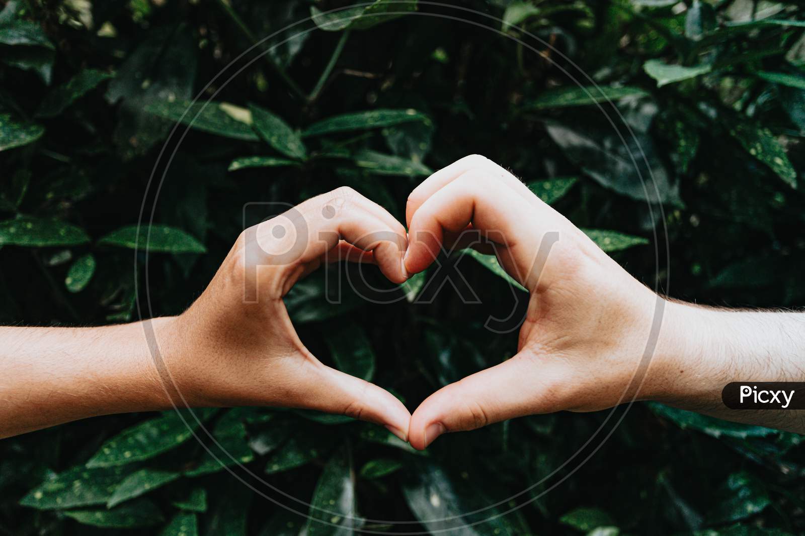 Young Hands Making A Heart Symbol In Front Of Some Green Plants
