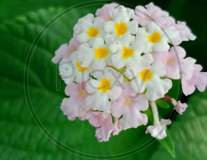 Lantana×Remove  Primula×Remove  Lantana camara×Remove  Pink×Remove  Flowering plant×Remove  Plant×Remove  Flower×Remove  Petal×Remove  buddleia×Remove  Verbena family