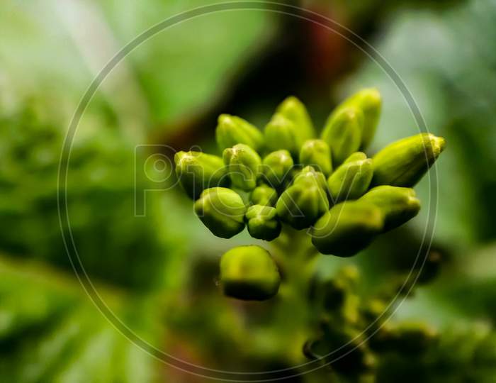 The Macro photography of a green mustered seed.
