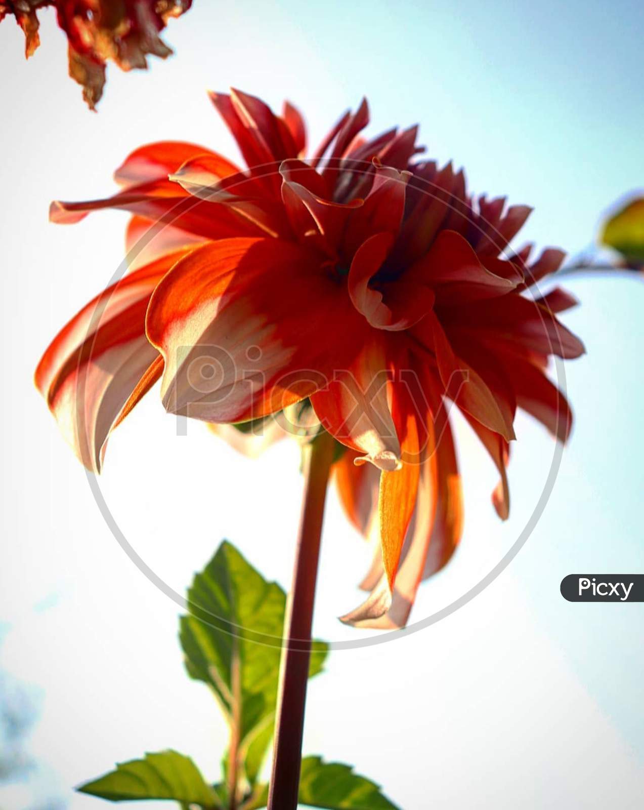Red×Remove  Close-up×Remove  Botany×Remove  Orange×Remove  Flowering plant×Remove  Plant×Remove  Flower×Remove  Petal×Remove  Gerbera×Remove  barberton daisy×Remove