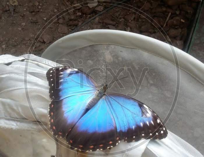 Insect×Remove  Blue×Remove  Pieridae×Remove  Pollinator×Remove  Moths and butterflies×Remove  Butterfly×Remove  Brush-footed butterfly×Remove  Organism×Remove  Invertebrate×