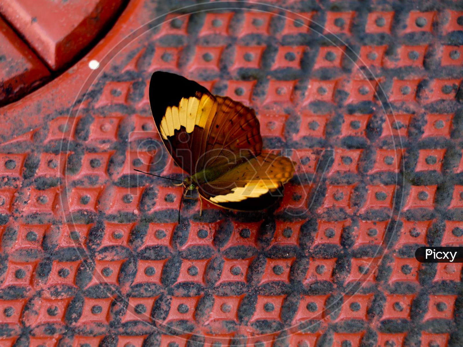 Multi Colored Butterfly On A Floor