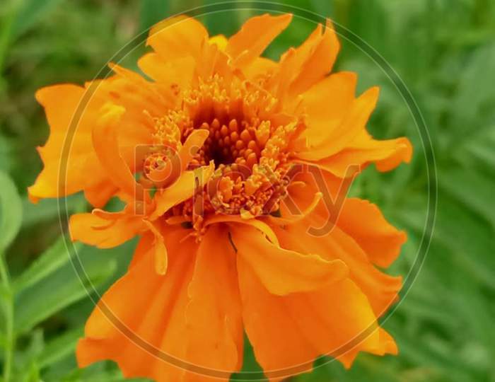 Calendula×Remove  Flowering plant×Remove  Plant×Remove  Yellow×Remove  Petal×Remove  Flower×Remove  Orange×Remove  english marigold×Remove  Tagetes×Remove  Wildflower