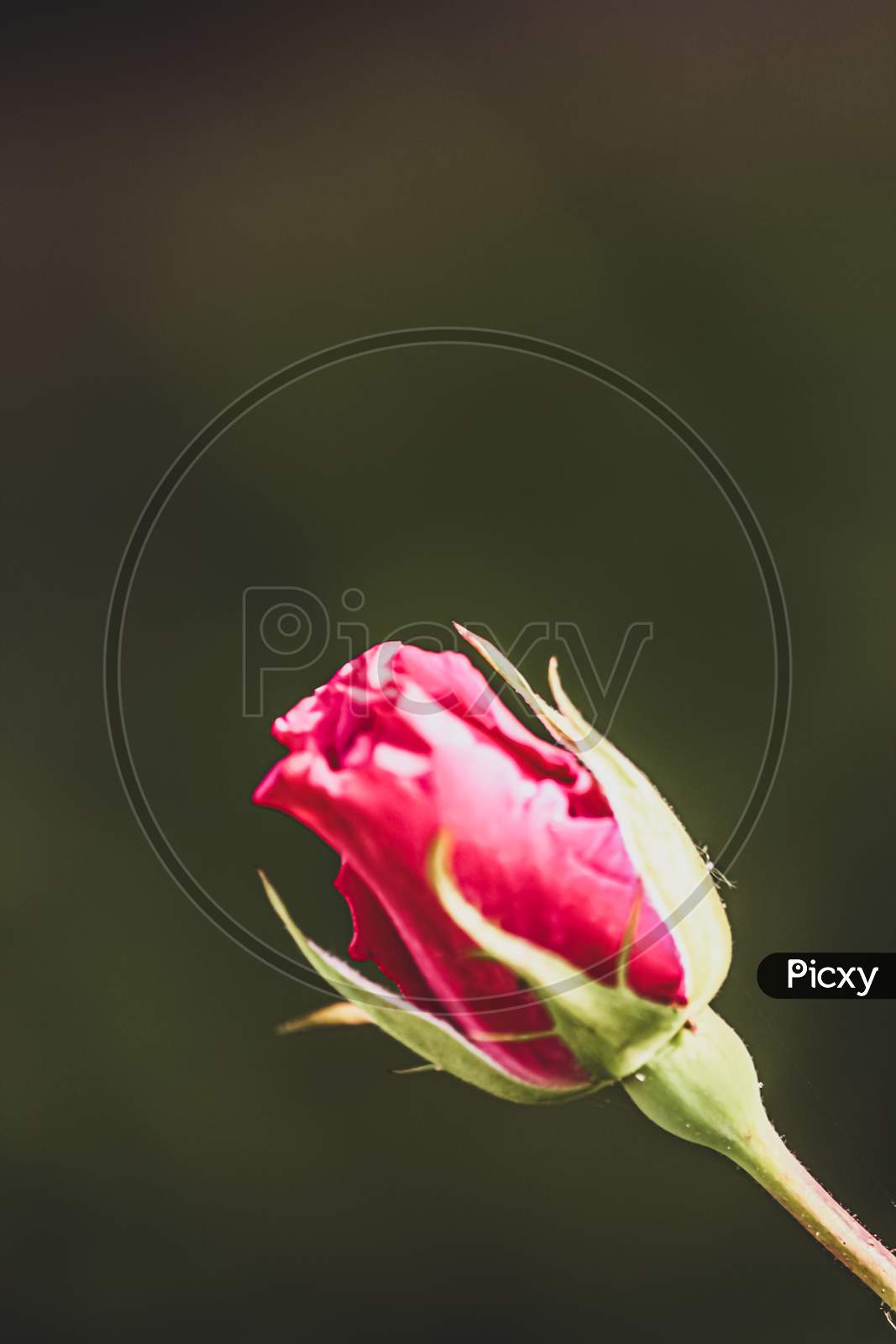 a single red rose with black background