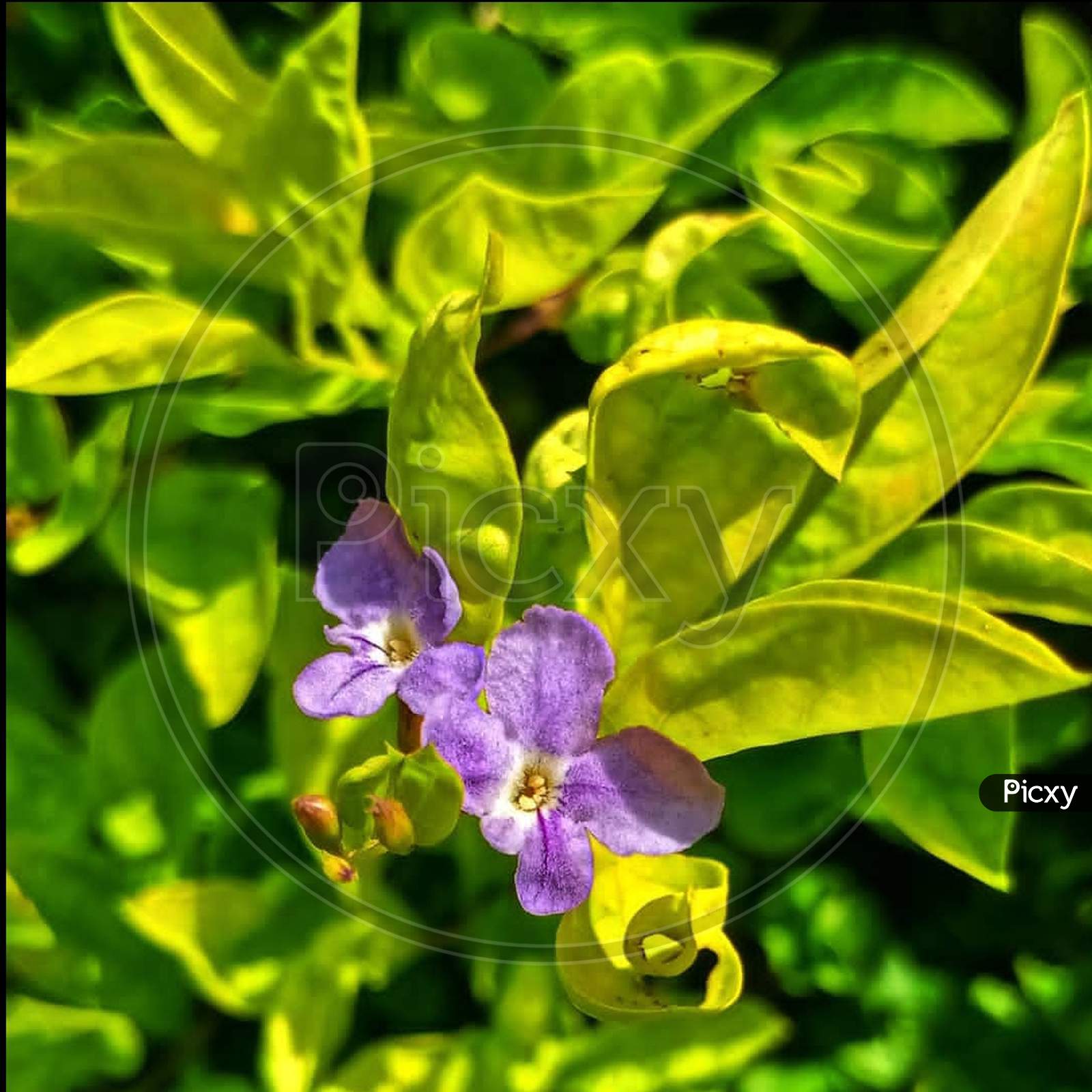 Purple×Remove  Violet×Remove  Flowering plant×Remove  Green×Remove  Petal×Remove  Plant×Remove  Flower×Remove  Close-up×Remove  Bougainvillea×Remove  Leaf×Remove