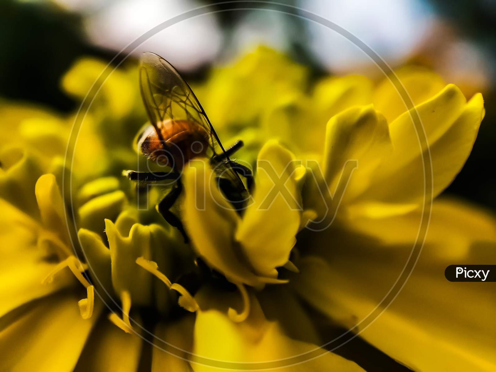 Closeup Of Honey Bees Buzzing On Flower