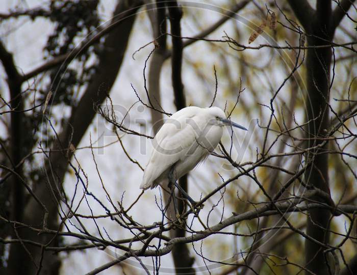 Bird Egret Natural