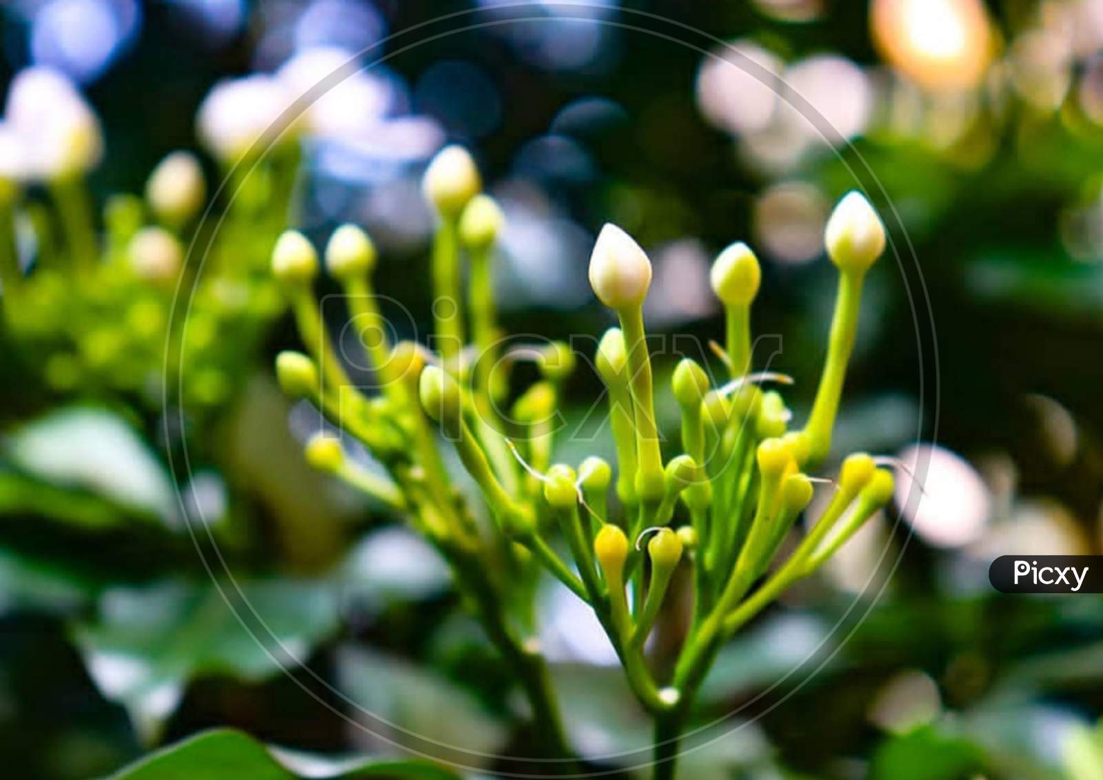 Close-up×Remove  Branch×Remove  Yellow×Remove  Flowering plant×Remove  Plant×Remove  Flower×Remove  Bud×Remove  Petal×Remove  Spring×Remove  Leaf×Remove