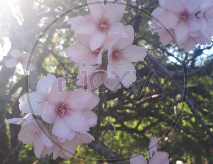 Cherry blossom×Remove  Sky×Remove  Blossom×Remove  Branch×Remove  Pink×Remove  Flowering plant×Remove  Plant×Remove  Flower×Remove  Petal×Remove  Spring×