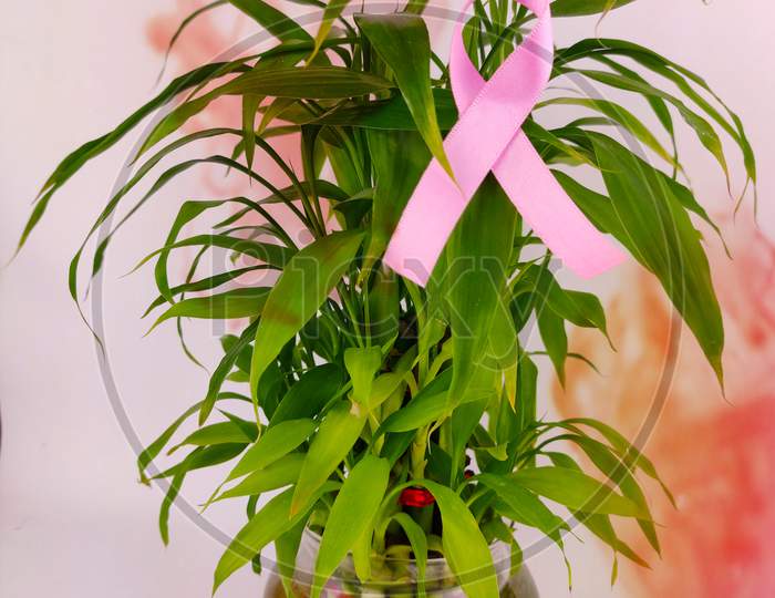 Breast cancer awareness symbol pink ribbon on lucky bamboo plant