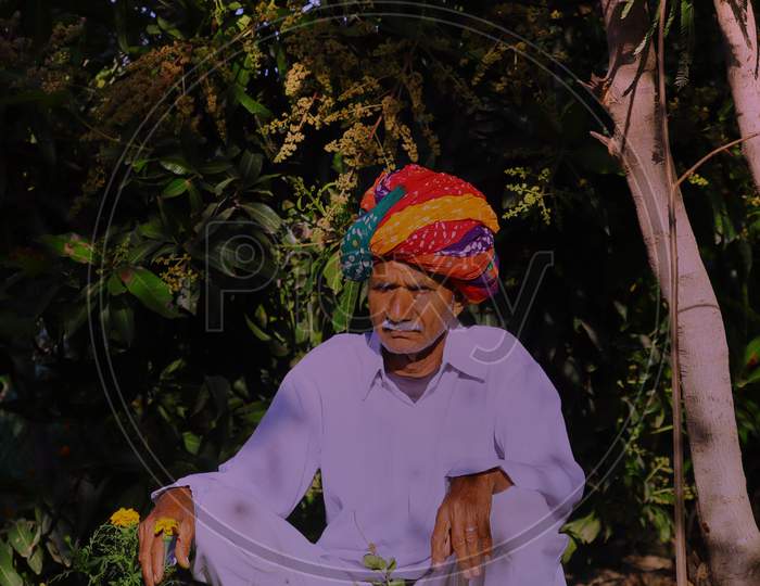 A Rajasthani Farmer Photographed In His Garden Wearing Clothes Like Dhoti And Shirt And Colorful Turban According To His Culture.