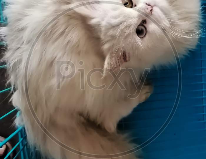 Different Eyeball Persian cat