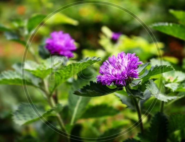 Purple×Remove  Violet×Remove  Flowering plant×Remove  Plant×Remove  Flower×Remove  Petal×Remove  Grass×Remove  Close-up×Remove  Leaf×Remove  Red clover×Remove