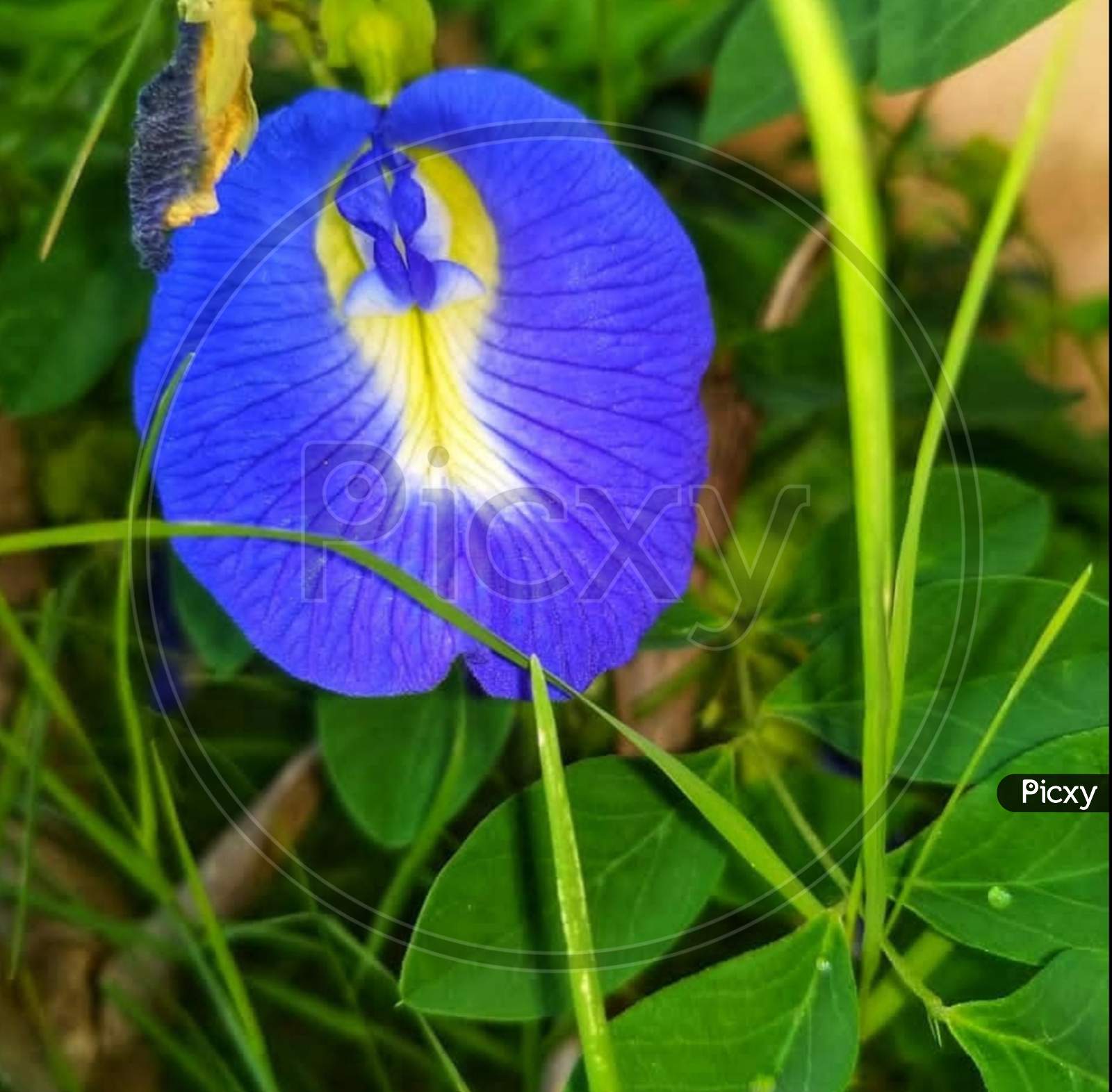 Violet×Remove  Morning glory×Remove  Flowering plant×Remove  Plant×Remove  Flower×Remove  Petal×Remove  Wildflower×Remove  Plant stem×Remove  Leaf×Remove