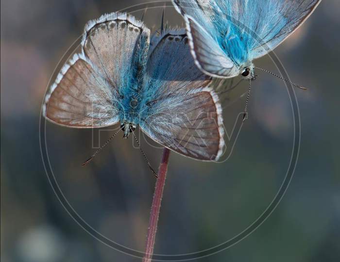 Insect×Remove  Phengaris×Remove  Lycaenid×Remove  Moths and butterflies×Remove  Butterfly×Remove  Plebejus×Remove  Invertebrate×Remove  Chalkhill blue×Remove  Polyommatus×Remove  Common blue×Remove