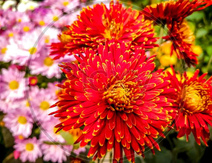 Chrysanthemums (Chandramallika) are one of the most popular fall garden flowers.