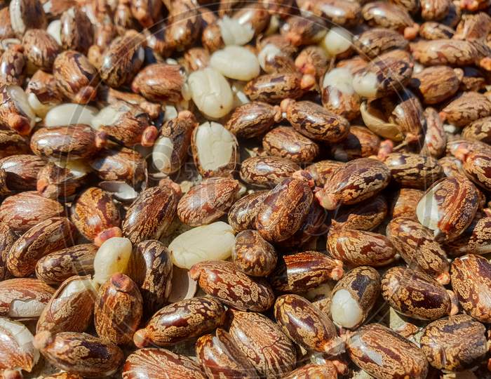 Castor oil seeds (ricinus communis)